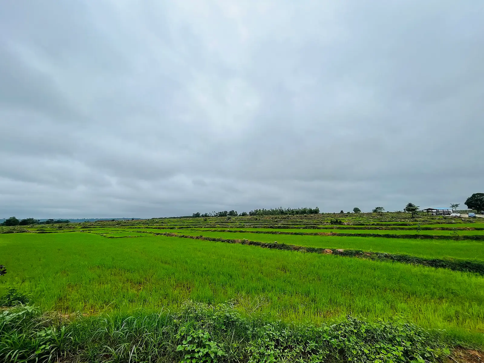 Paddy fields near Jagdalpur