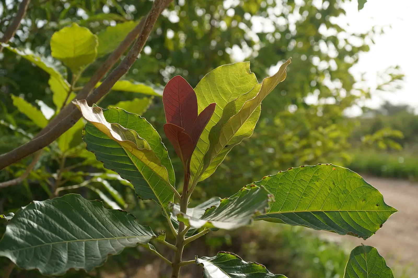 Young mahua leaves